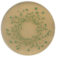 TBX (TRYPTONE BILE X-GLUCURONIDE) AGAR